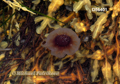 Lion's Mane Jellyfish (Cyanea capillata)